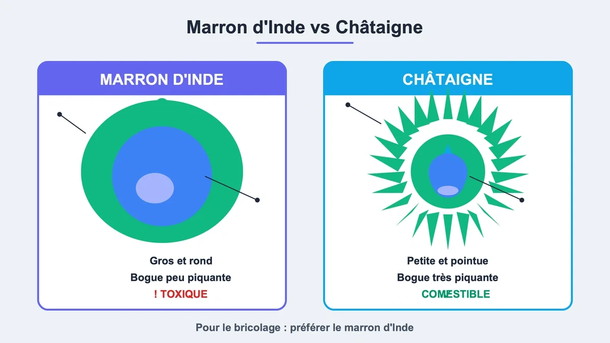 Comparaison entre le marron d'Inde et la châtaigne, illustrant leurs différences et caractéristiques